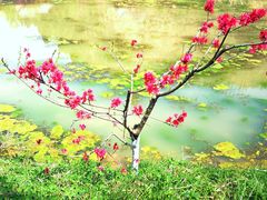 -渭南桃花源民俗文化园