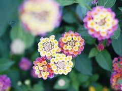 -金谷域澳洲庄园