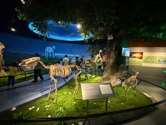 -安徽省地质博物馆