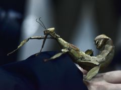 -上海大自然野生昆虫馆(东方明珠·爬宠昆虫探索中心)