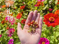 -花开海上生态园