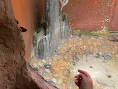 -上海大自然野生昆虫馆