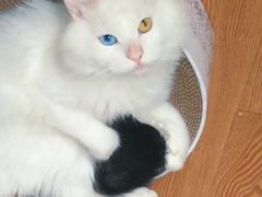 -纳吉亚猫专科动物医院博雅分院