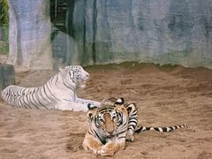 -清迈夜间动物园