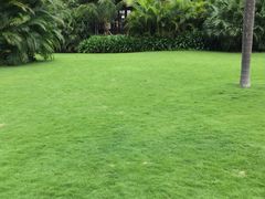 picture-三亚湾红树林度假世界(木棉酒店)