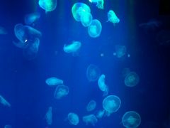 -石家庄极地海洋世界
