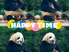 -中国大熊猫保护研究中心雅安碧峰峡基地