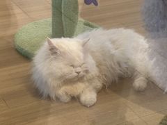 -美联众合动物医院(·中兽医·疑难杂症·严家桥分院)