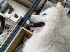 -黑皮牛杂面(金融港路店)