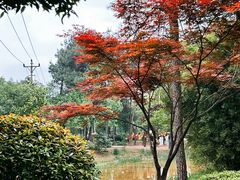 -铁山坪森林公园