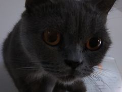-猫爪屋猫咖(乐汇城店)