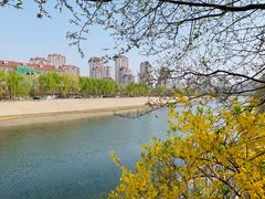 -桃花堤公园