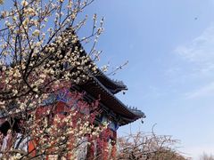 -梅花山(明孝陵内)