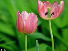 -北京国际鲜花港