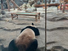 -武汉动物园