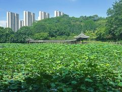 -龙头寺公园