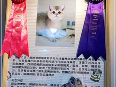 -猫十亿·布偶金渐层·曼基康矮脚猫舍(青年路店)