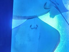 -珠海长隆海洋王国