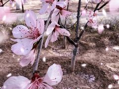 -桃花堤公园