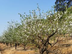 -南国桃园旅游度假区