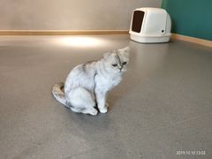 -飞行喵MR PILOT|猫舍·猫咖(静安大融城店)