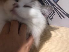 -滚猫咖啡·猫咖·猫友好撸猫(未来城店)
