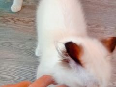 -猫十亿·布偶金渐层·曼基康矮脚猫舍(青年路店)