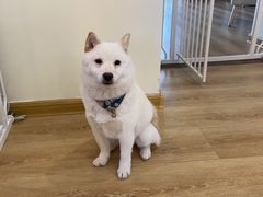 -柴犬小屋·柴餐厅·狗咖食堂(金鼎广场店)