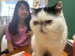-藏猫猫咖啡主题馆(中央大道店)