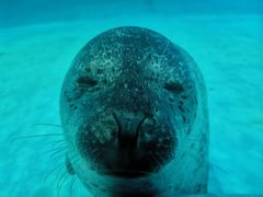 -海合安天津极地海洋公园