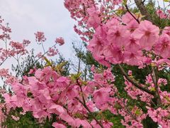 -南山植物园