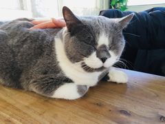 -猫小院猫主题咖啡厅(北锣店)