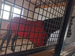 -北京群众马术培训基地