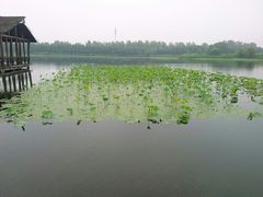 -溱湖国家湿地公园