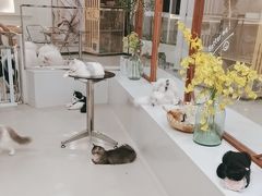 -共舞时光猫咖·狗咖(新街口店)