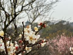 -无锡梅园公园