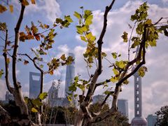 -Wolfgang’s Steakhouse 沃夫冈牛排馆(上海白玉兰广场店)