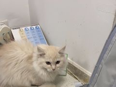 -瑞派雷欧宠物医院·中兽医·眼科·急重症转诊中心(黄台店)