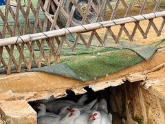 -光明小镇欢乐田园