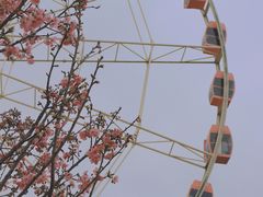 -顾村公园