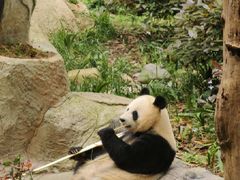 -中国大熊猫保护研究中心雅安碧峰峡基地