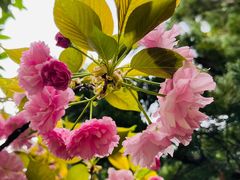 -新虹桥中心花园