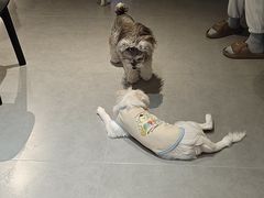 -琪喵猫屋·撸猫猫咖·猫舍