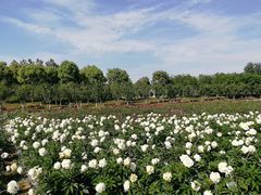 -扬州芍药园(仪征市)