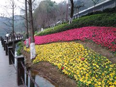 -重庆彩云湖湿地公园