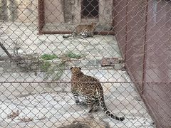 -大连森林动物园