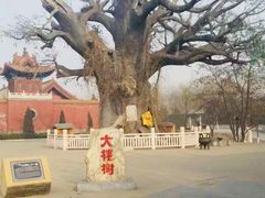 -大槐树寻根祭祖园