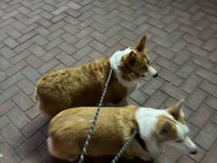 -平行世界·猫咖(首经贸店)