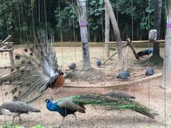 -深圳野生动物园