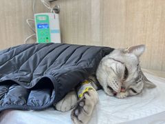 -北京观赏动物医院·24小时大型综合·猫专科·异宠专科
